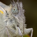 Green Veined White Butterfly.