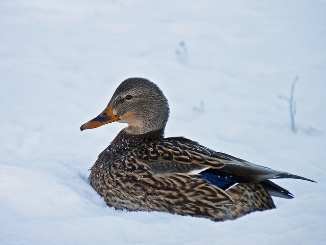 Keep warm, little lady