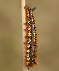 Drinker moth (Euthrix potatoria) caterpillar