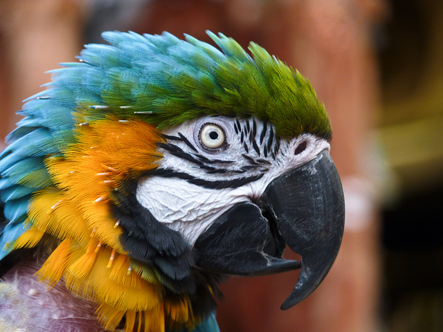 Blue-and-gold Macaw