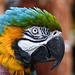 Blue-and-gold Macaw