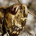 Field Grasshopper (Chorthippus brunneus)