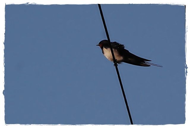 Barn Swallow