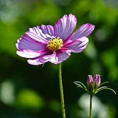 Gotta love a Cosmos