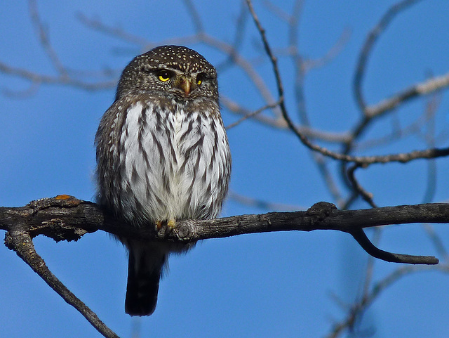 Northern Pygmy-owl / Glaucidium gnoma