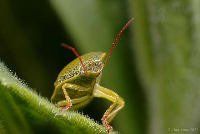 green_shieldbug_001