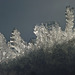 Ice crystals growing on snow