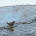 American Dipper / Cinclus mexicanus