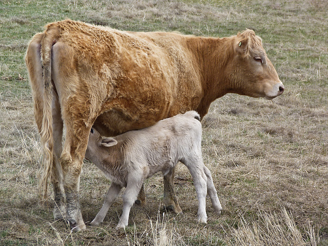 "Milk - it does a body good"