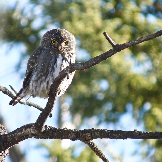 Northern Pygmy-owl