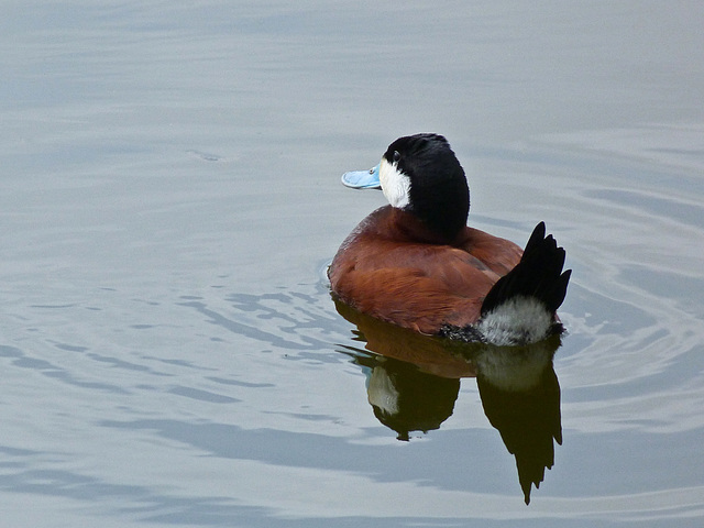 Ruddy Duck