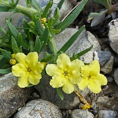 Wildflowers of spring