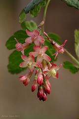 Ribes x gordonianum