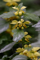 Yellow Archangel Lamiastrum galeobdolon ssp. argentatum