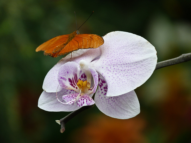 Butterfly on orchid