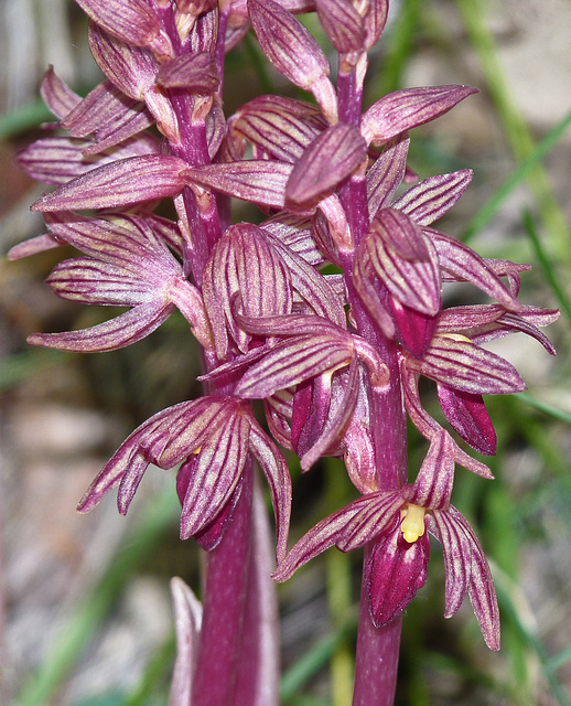 Striped Coralroot / Corallorhiza striata