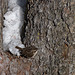 Brown Creeper