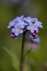 Forget-me-not