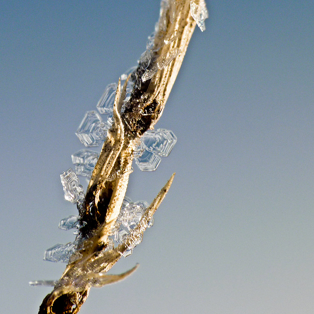 Ice crystals on grass