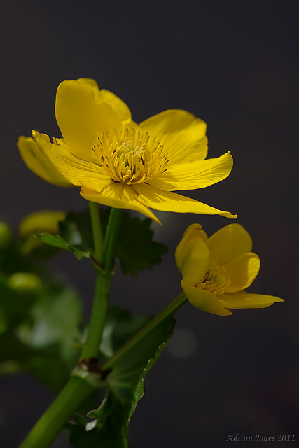 Marsh Marigold (Caltha palustris)