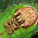 Chinese Oak Silkmoth (Antheraea pernyi) caterpillar