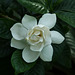 Gardenia