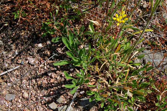 Silene nutans- Silène penché