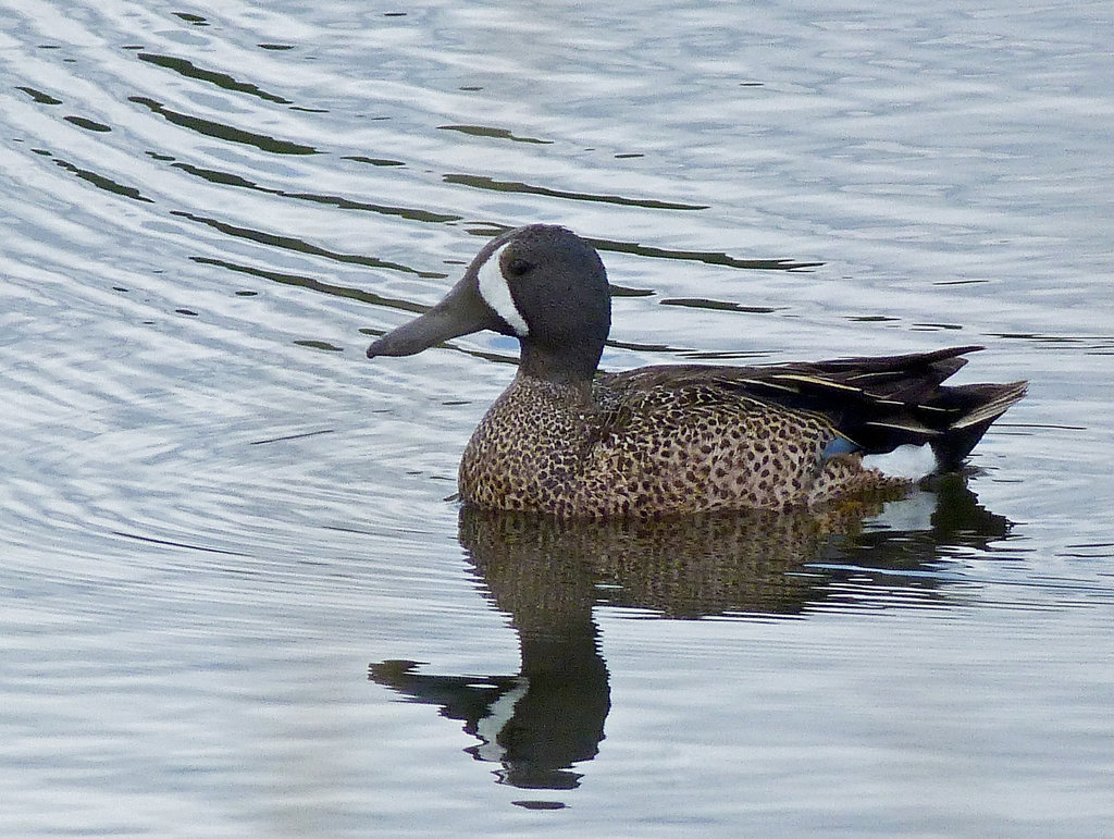 Blue-winged Teal