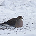 Mourning Dove