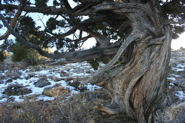 Gnarly juniper