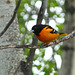 Baltimore Oriole