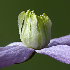 Petals and sepals