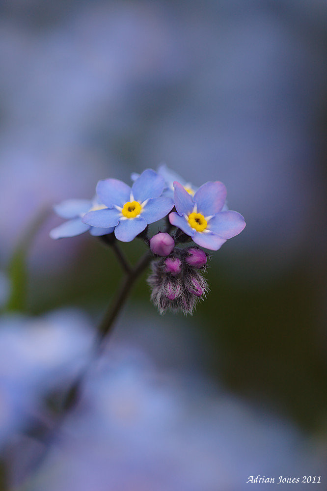 Forget-me-not.