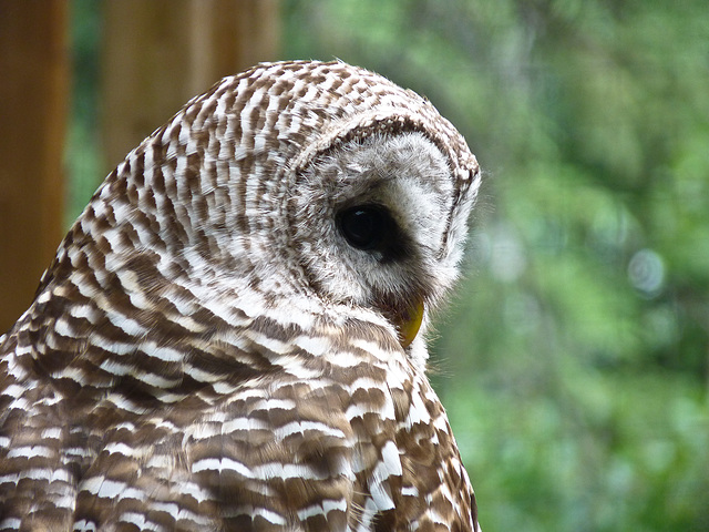 Barred Owl - for Don Delaney : )
