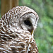 Barred Owl - for Don Delaney : )