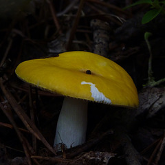 Russula