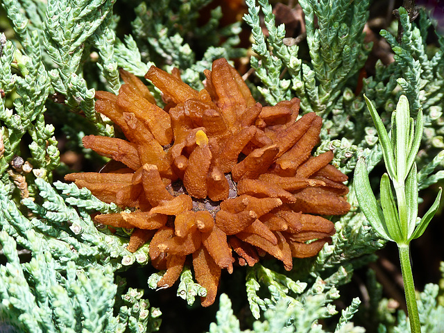 Cedar Apple Rust Fungus on Juniper