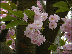 April cherry blossom