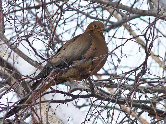 Mourning Dove