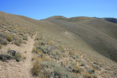 Toiyabe Crest Trail, Toiyabe Range, Nevada, USA