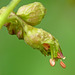 Alumroot / Heuchera richardsonii