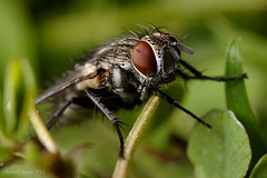 tachinid_fly_002