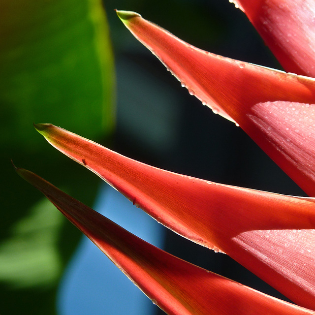 Heliconia