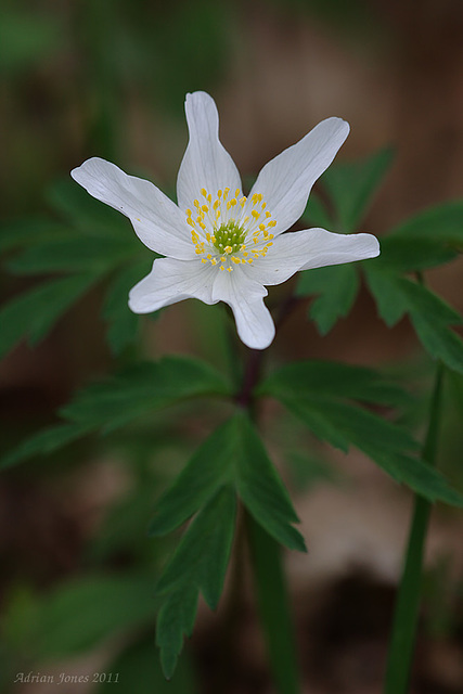 Anemone nemorosa (Wood Anemone)