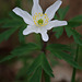 Anemone nemorosa (Wood Anemone)