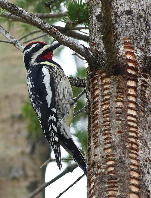 Yellow-bellied Sapsucker at work Yellow-bellied Sapsucker at work