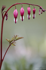 Dicentra spectablis