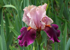 Iris Color Splash (2)