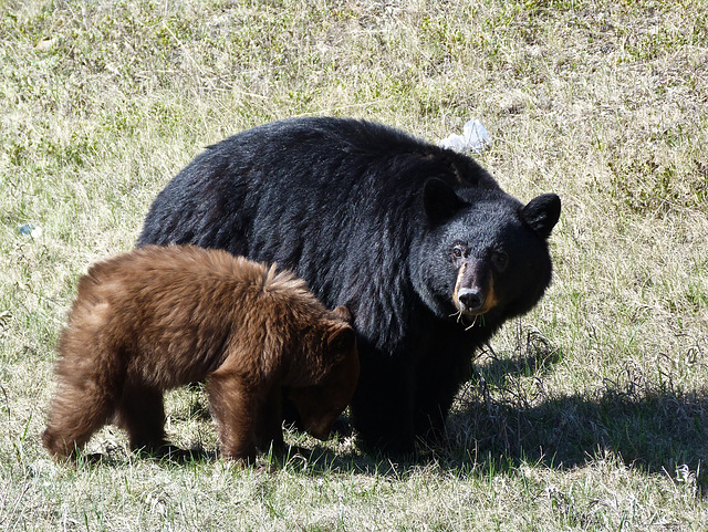 Staying close to Mom