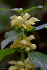 Yellow Archangel Lamiastrum galeobdolon ssp. argentatum